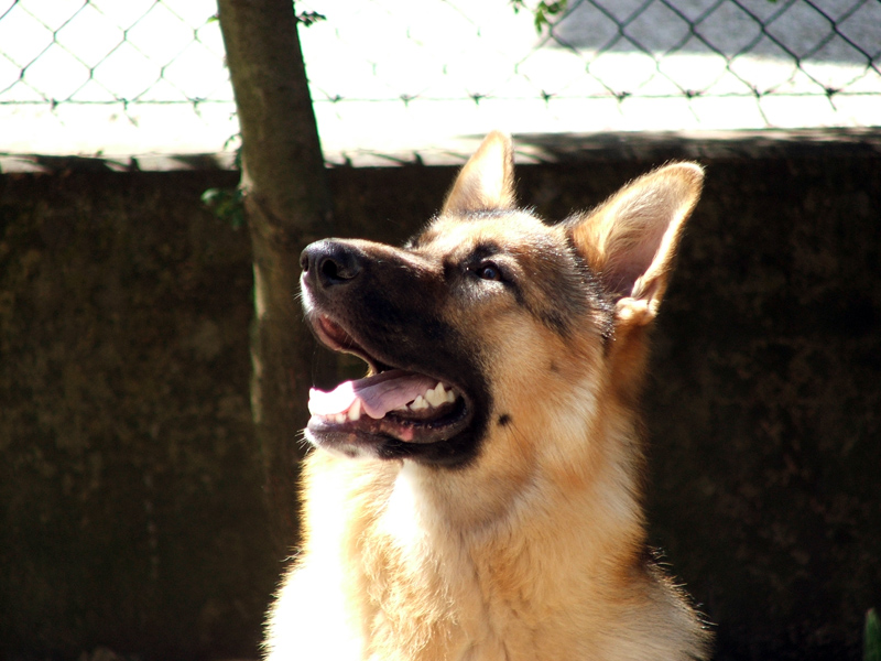 rex