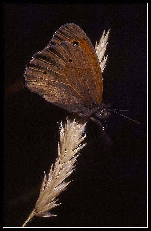 maniola jurtina