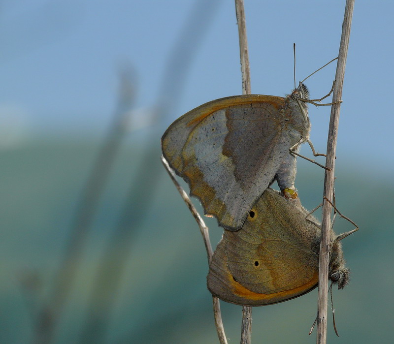 Farfalle - coppia