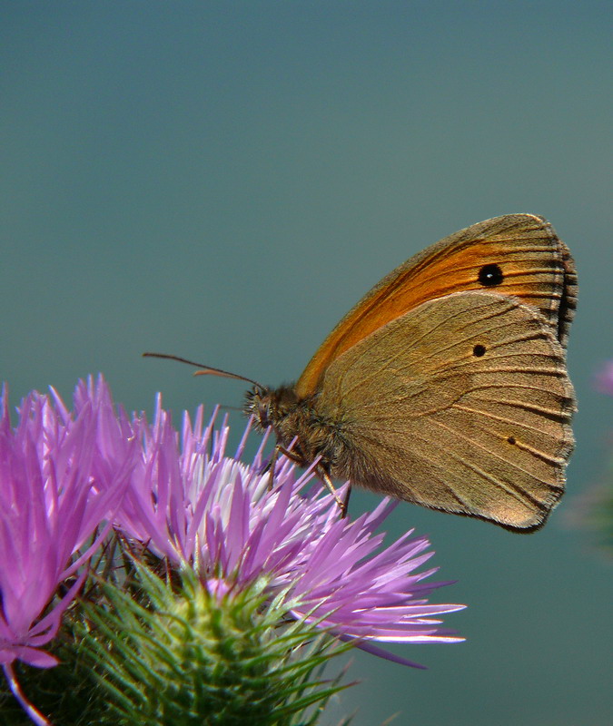 butterfly