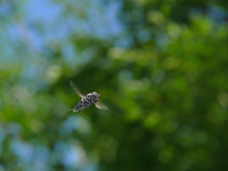 in volo 2