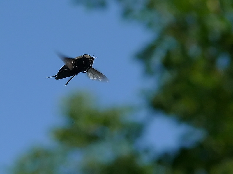in volo