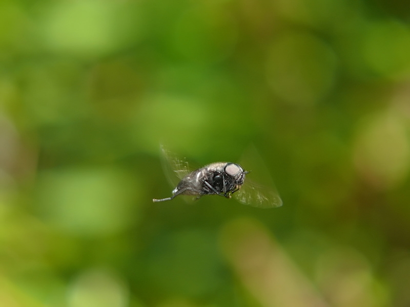 in volo