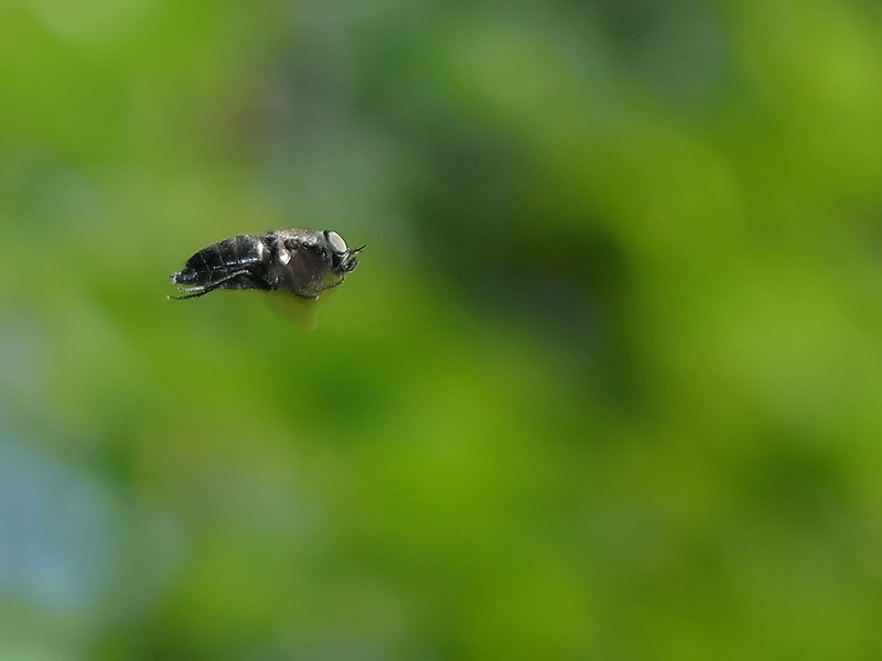 in volo - profilo