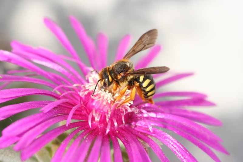 Ape su fiore fucsia