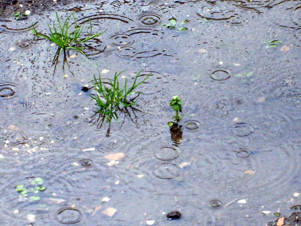 "Piove"