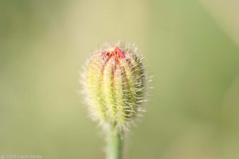 bocciolo di papavero
