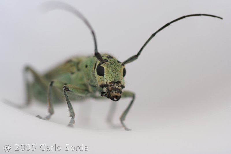 insetto verde
