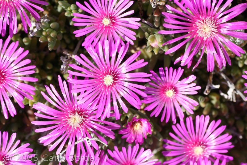 fiori