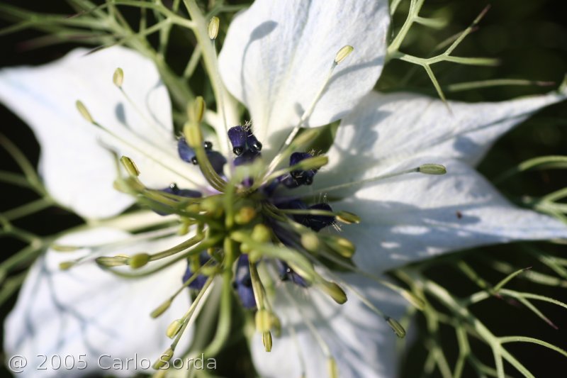 fiore bianco