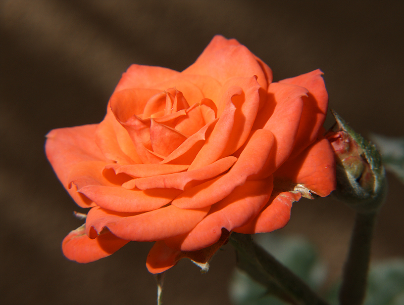 Rosa