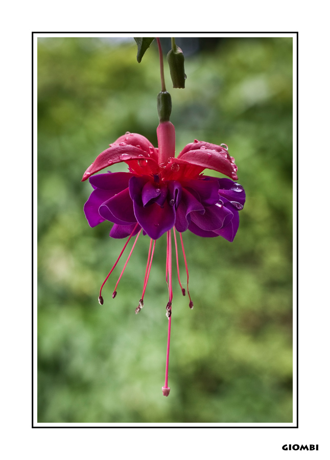 Fiore senza nome n2