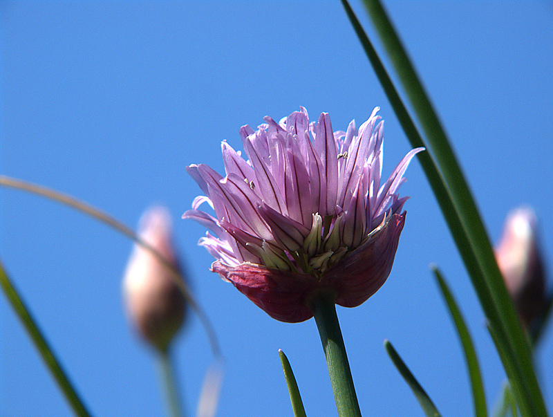 Fiore d'erba cipollina