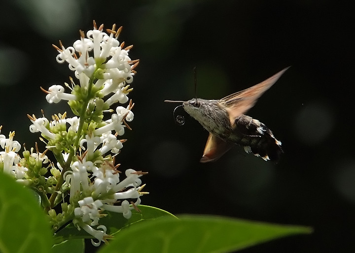 rifornimento in volo-1