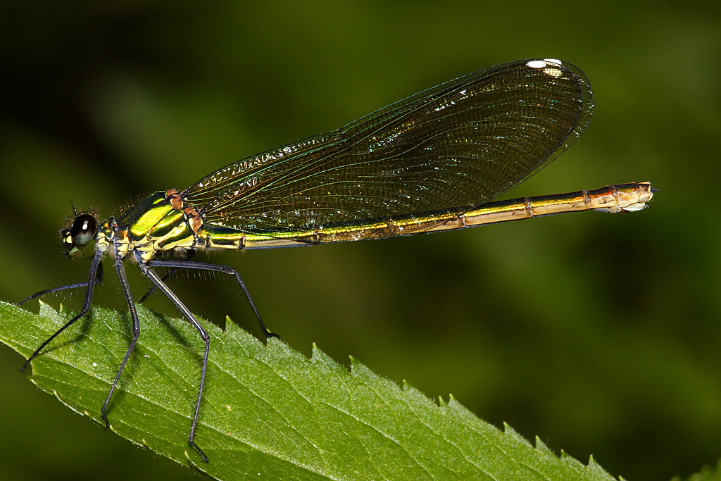 damigella sposa