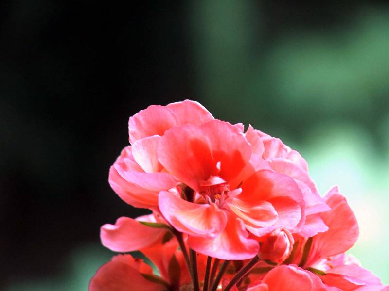 fiore