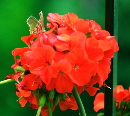 farfalla