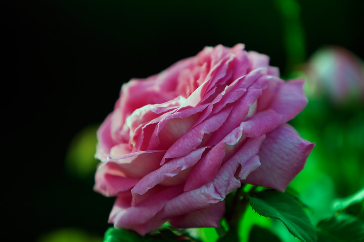rosa