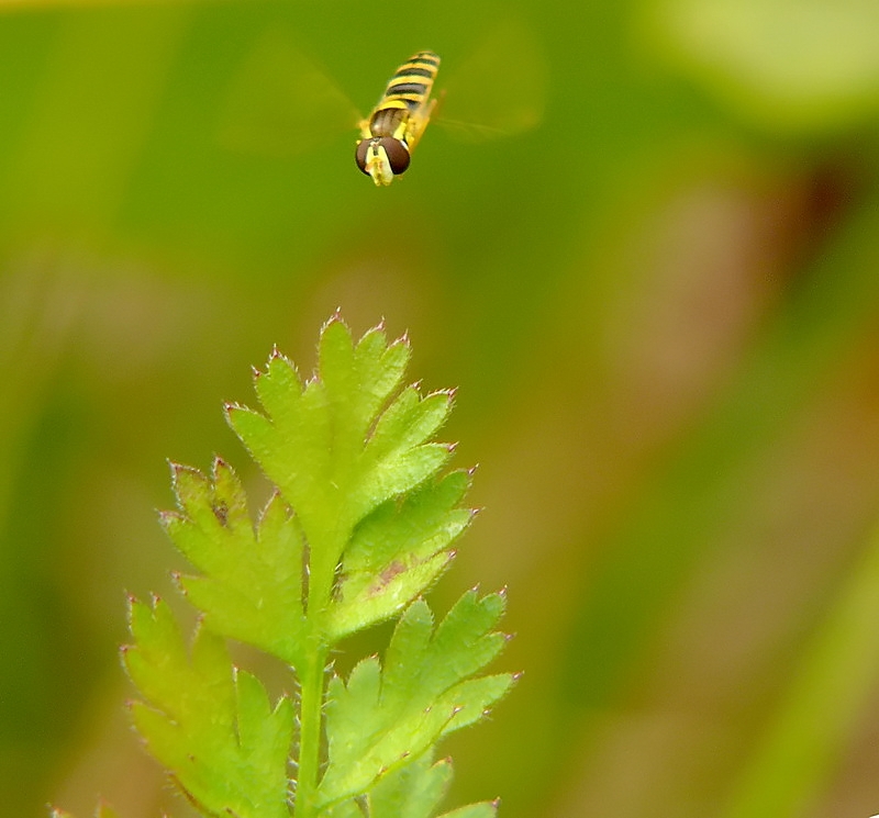in volo