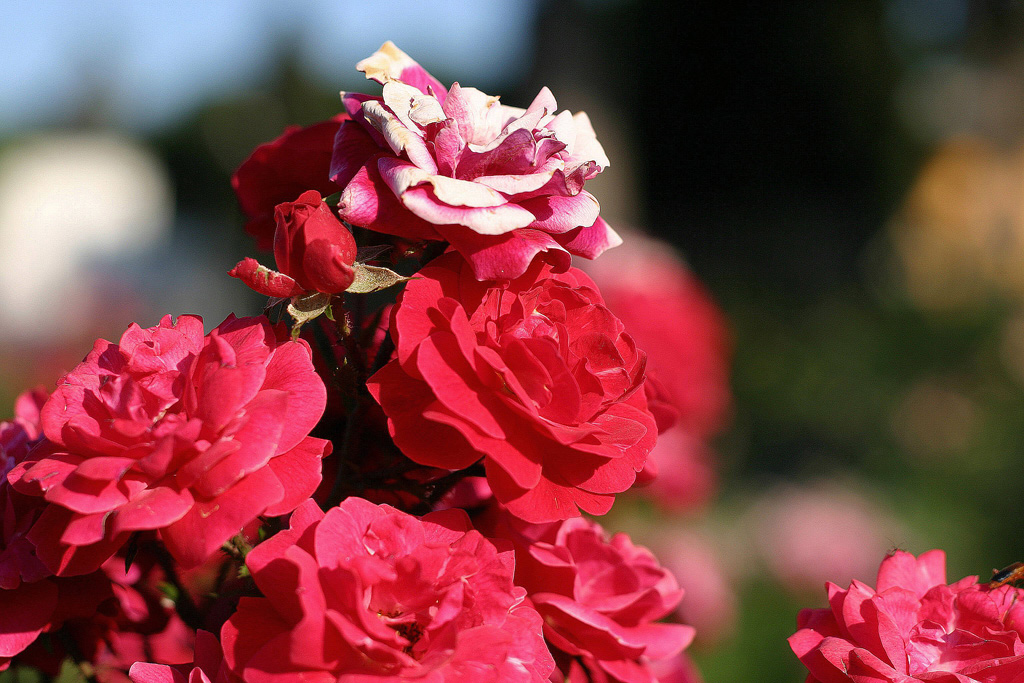 Una Rosa diversa