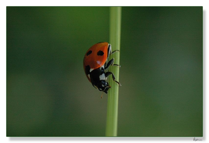 Coccinella