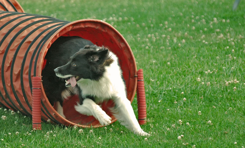 agility1