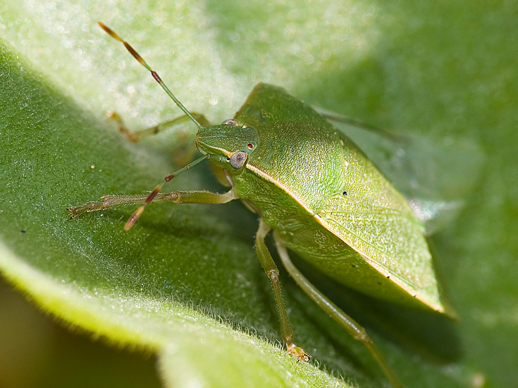 verde