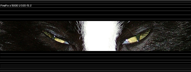 Occhi di gatto