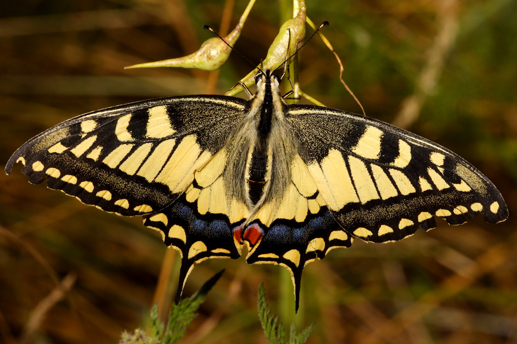 Papilio machaon