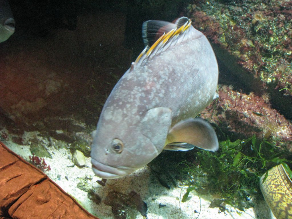 pesce lesso..