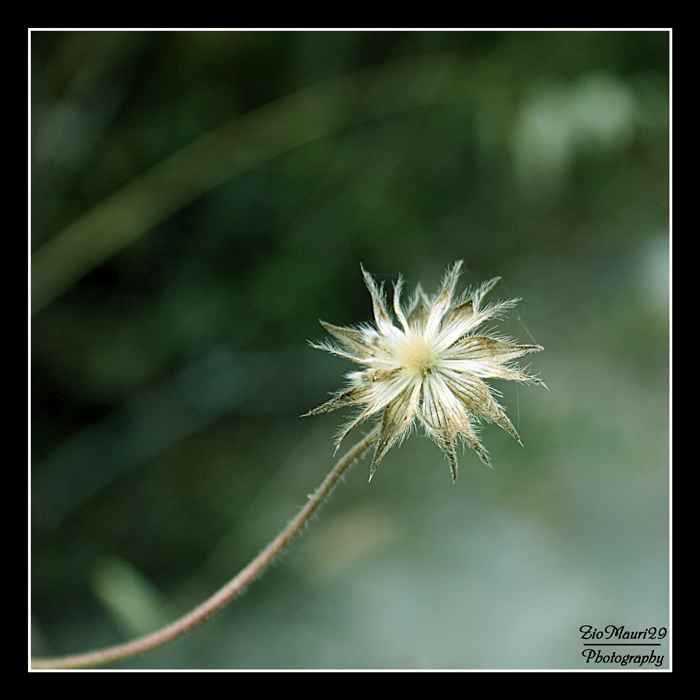 ..Star Into The Green..