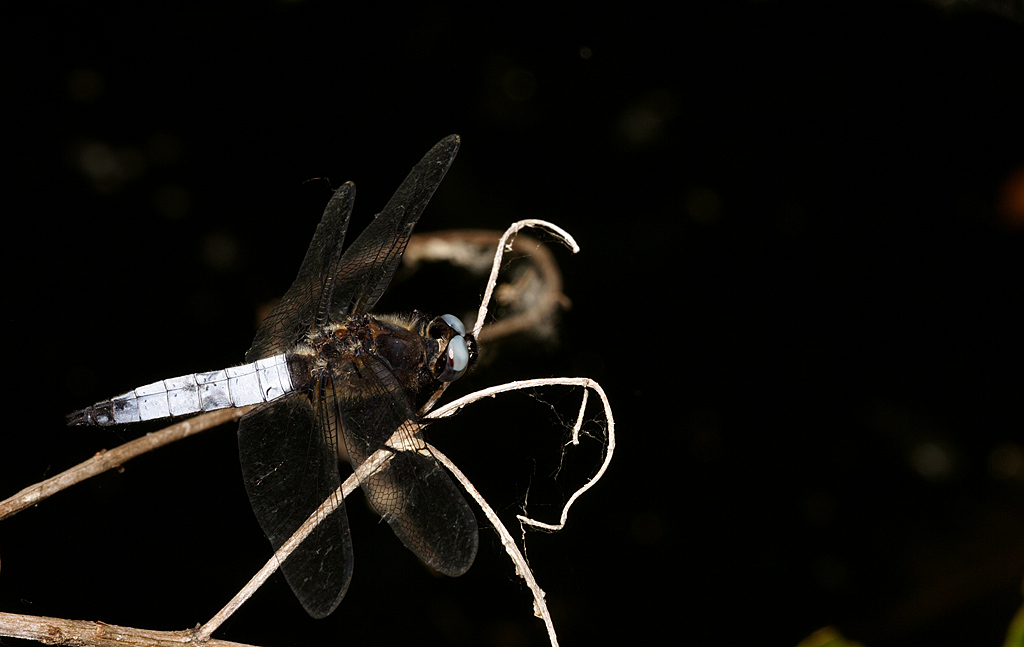 Libellula bianca