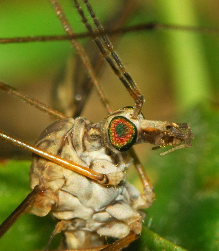 tipula