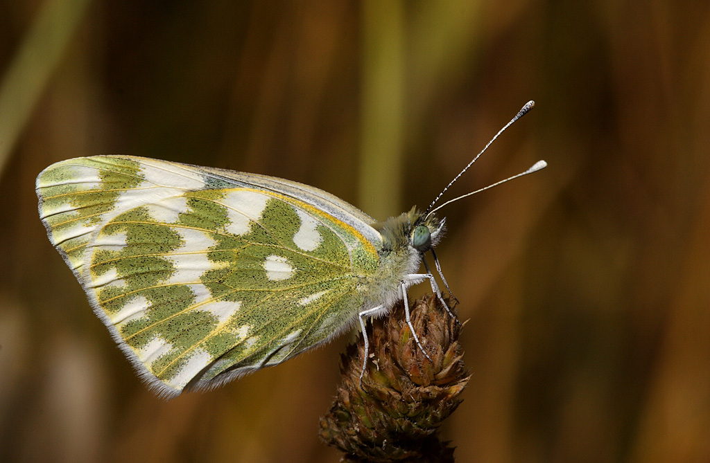 Euchloe crameri