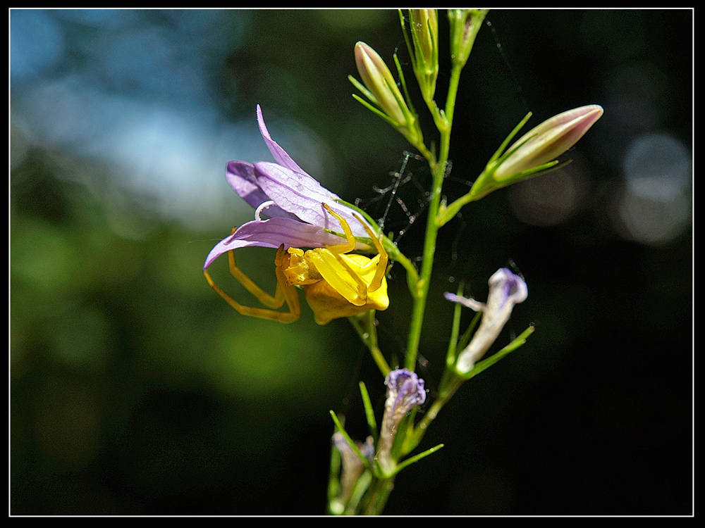 Misumena Vatia