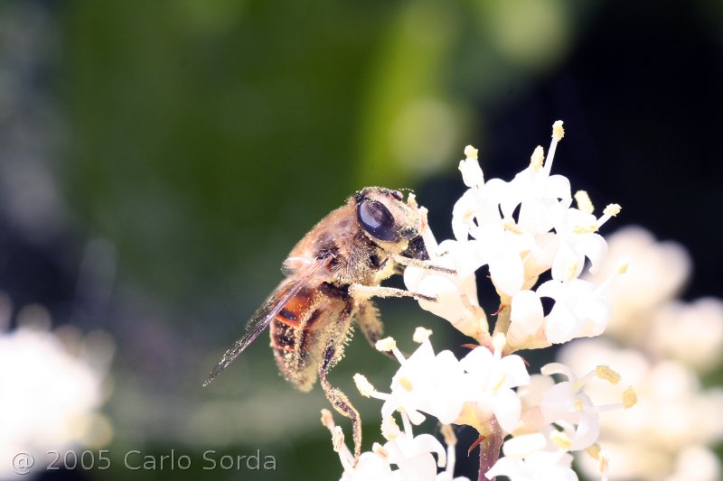 Ape impollinatrice