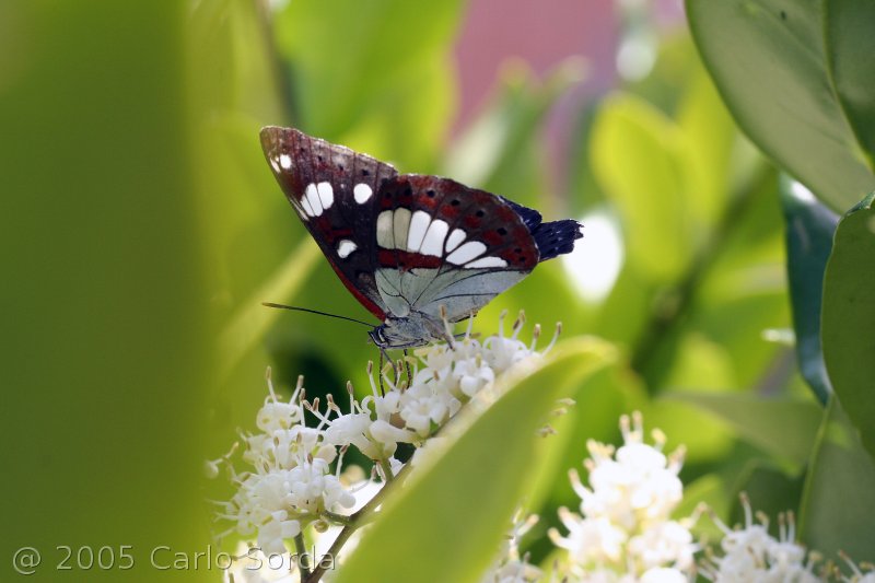 Farfalla nera