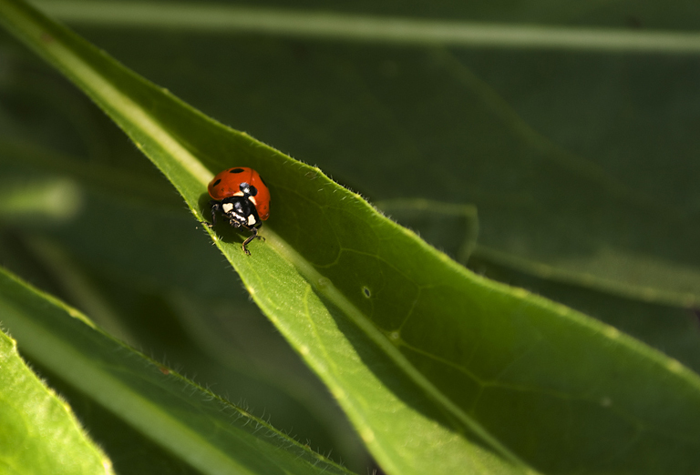 cocci cocci coccinellaaaa