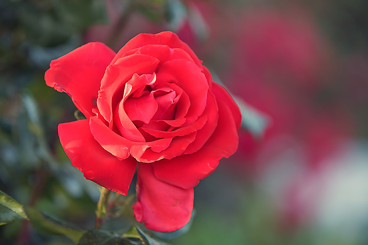 rosa1