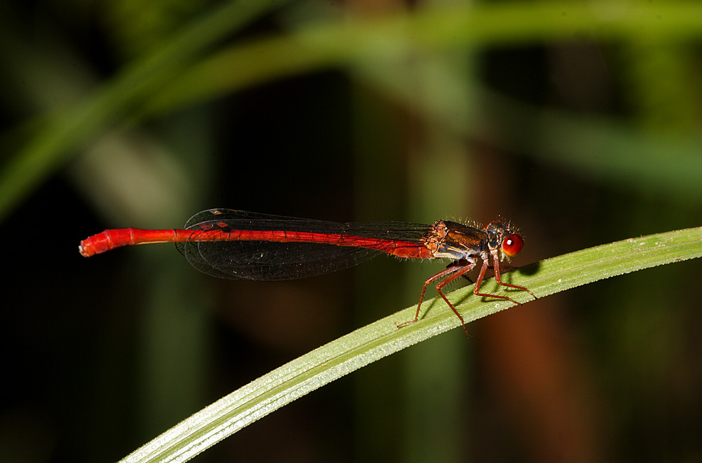 Libellula rossa