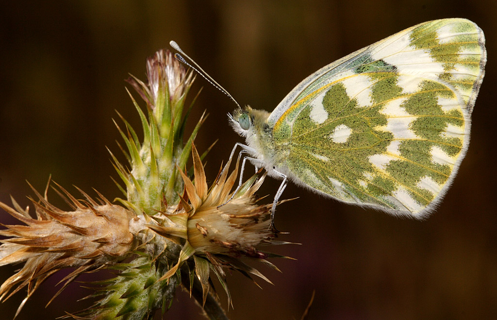 Euchloe crameri1
