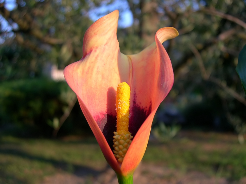 Calla