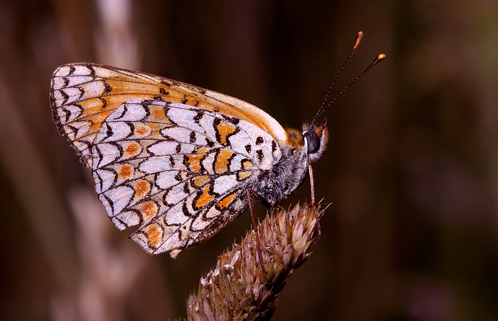 Melitaea phoebe