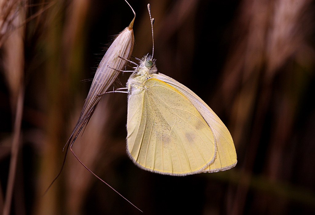 Pieris rapae