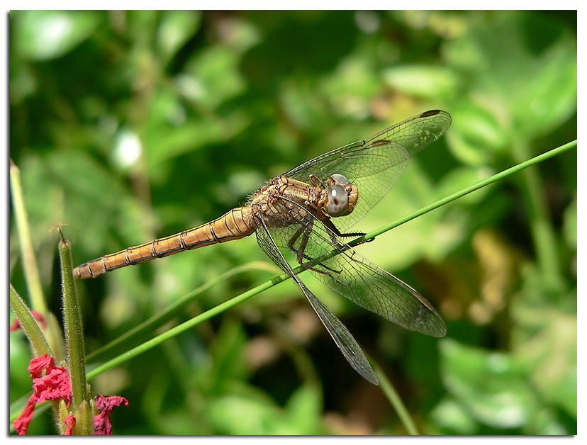 Libellula
