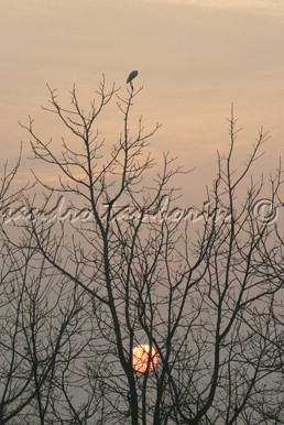 il solitario