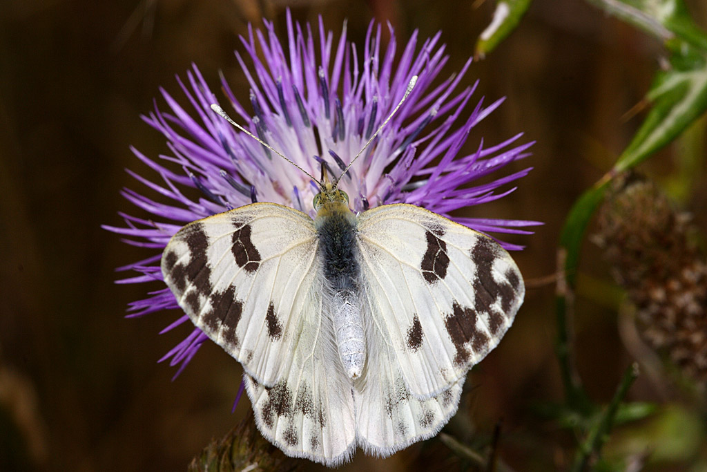 Euchloe crameri su fiore blu