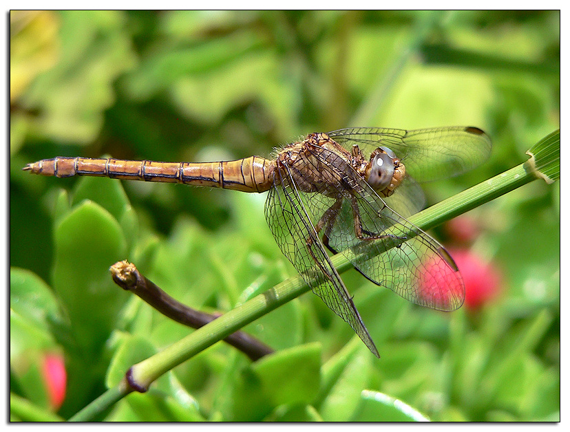 Altra libellula