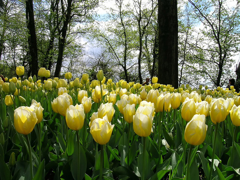 Distesa di Tulipani