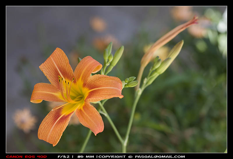 Fiorancio